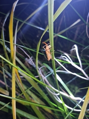 Cooloolagraecia wallum