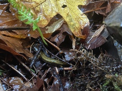 Plethodon dunni