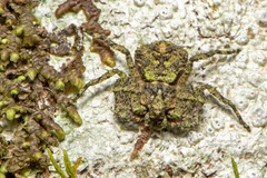 Stephanopis carcinoides