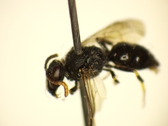 Hylaeus punctatus