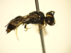 Hylaeus punctatus
