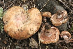 Lactarius barrowsii