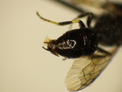 Hylaeus punctatus