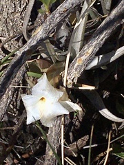 Tillandsia xiphioides