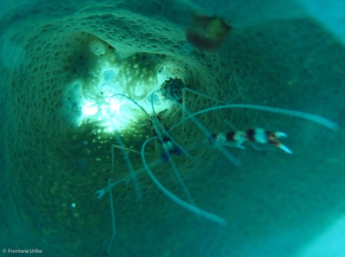 Banded Coral Shrimp, photo 6 of 10