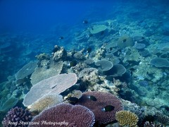 Pycnochromis margaritifer