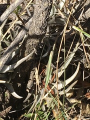Tillandsia xiphioides