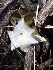 Tillandsia xiphioides