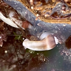 Neogastropoda