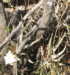Tillandsia xiphioides