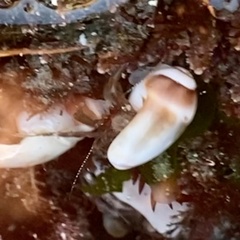 Neogastropoda