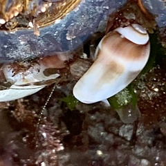 Neogastropoda