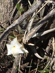 Tillandsia xiphioides