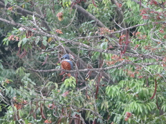 Megaceryle torquata