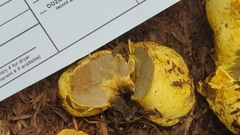 Truncocolumella citrina