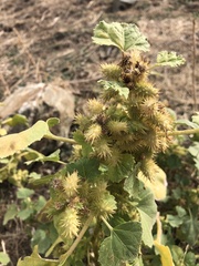Xanthium