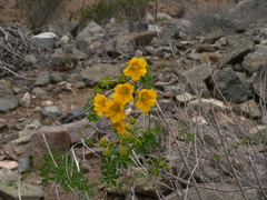 Tropaeolum beuthii