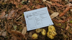 Truncocolumella citrina