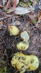 Truncocolumella citrina