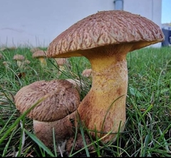 Suillus lakei