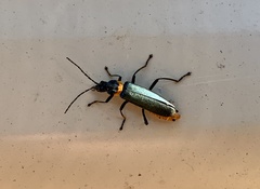 Chauliognathus lugubris