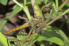 Orthetrum testaceum