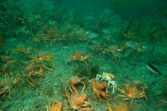 Leptomithrax gaimardii