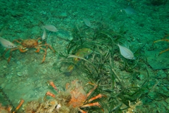 Leptomithrax gaimardii