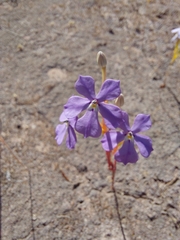 Isotoma hypocrateriformis