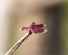 Neurothemis
