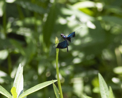 Rhyothemis resplendens