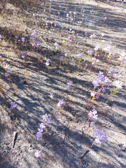 Isotoma hypocrateriformis