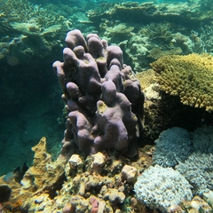 Goniastrea stelligera