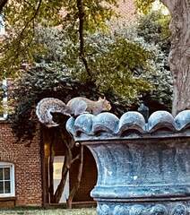 Sciurus carolinensis