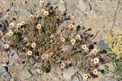 Dimorphotheca pinnata
