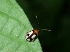 Hemipyxis
