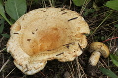 Lactarius olivinus