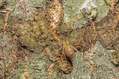 Thwaitesia nigronodosa