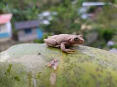 Dendropsophus columbianus