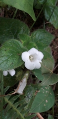 Gesneriaceae