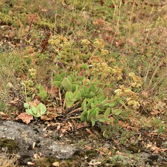 Hylotelephium caucasicum
