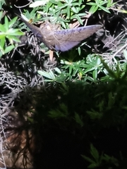Oxyodes scrobiculata