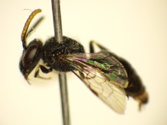 Hylaeus punctatus
