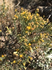 Ericameria laricifolia