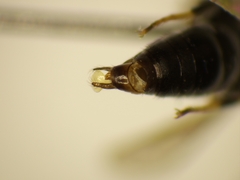 Hylaeus punctatus