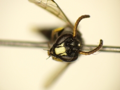 Hylaeus punctatus