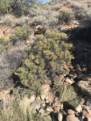 Ericameria laricifolia