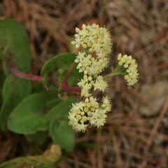 Hylotelephium caucasicum