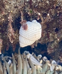 Neogastropoda