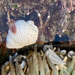Neogastropoda